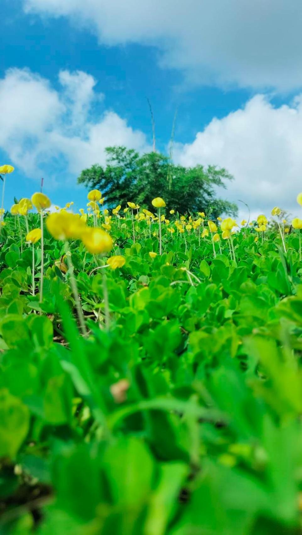 فندق Smile Farm At Khaokho Ban Thung Samo المظهر الخارجي الصورة