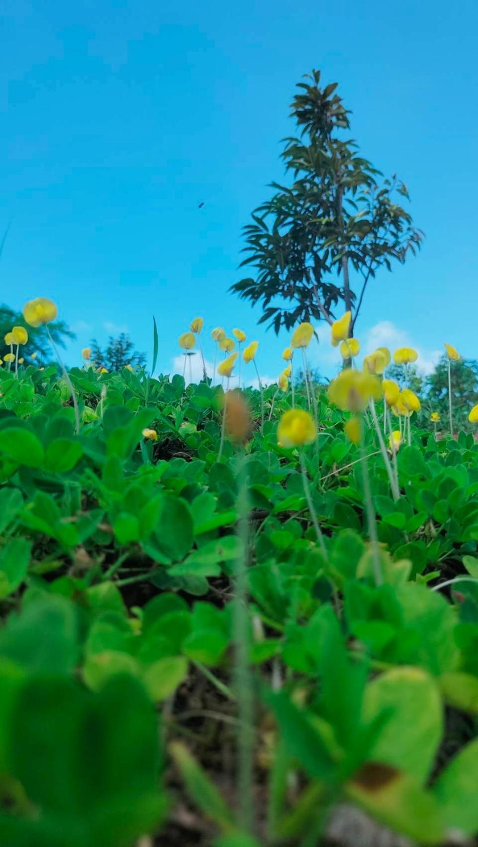 فندق Smile Farm At Khaokho Ban Thung Samo المظهر الخارجي الصورة