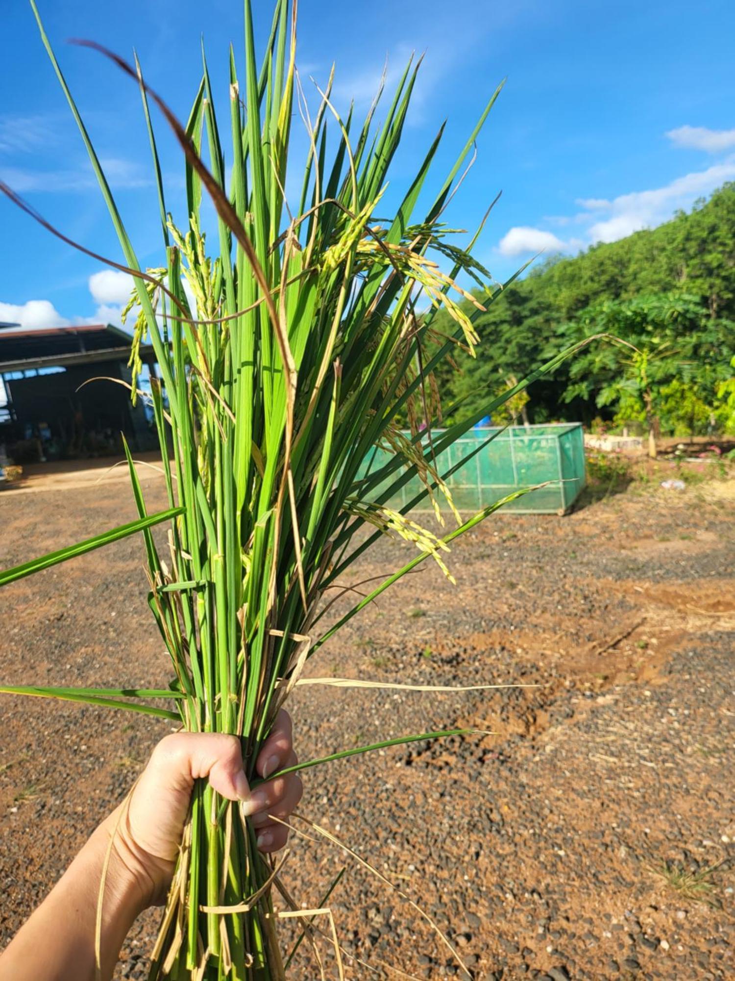 فندق Smile Farm At Khaokho Ban Thung Samo المظهر الخارجي الصورة