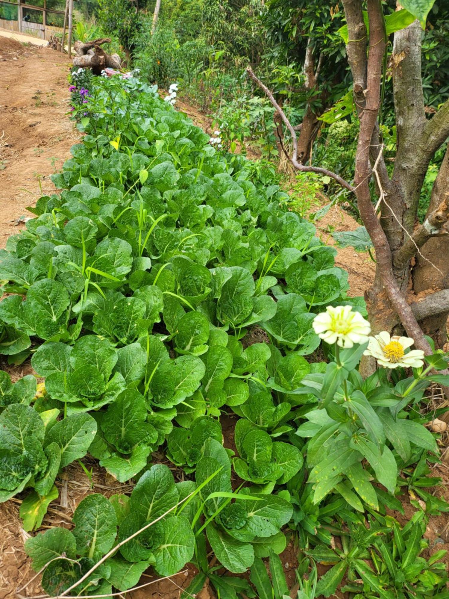 فندق Smile Farm At Khaokho Ban Thung Samo المظهر الخارجي الصورة